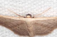 Idaea obsoletaria