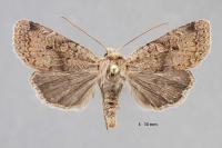 Propenistra laevis