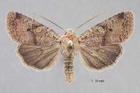 Propenistra laevis