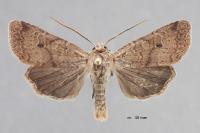 Propenistra laevis