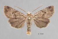 Propenistra laevis
