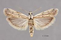 Phycitodes inquinatella