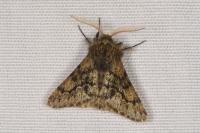 Apocheima hispidaria