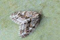 Trichopteryx polycommata