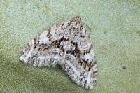 Trichopteryx polycommata