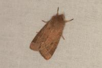 Orthosia cerasi