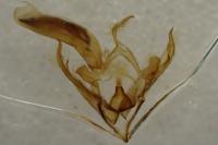 Conistra rubiginea