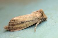 Globia sparganii