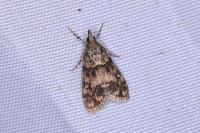 Eudonia lacustrata