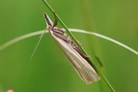 Crambus perlellus