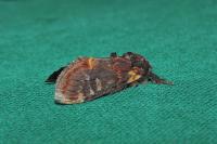 Notodonta dromedarius