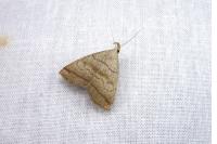Herminia tarsicrinalis