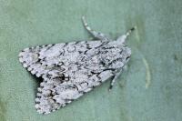 Acronicta elsae