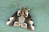 Thyatira batis