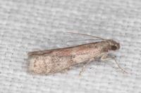 Ephestia woodiella