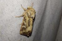 Luperina dumerilii