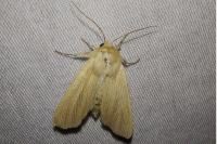 Mythimna pallens