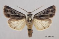 Agrotis mazeli