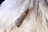 Nomophila noctuella
