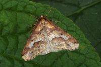 Erannis defoliaria