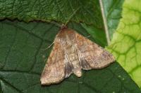 Helicoverpa armigera