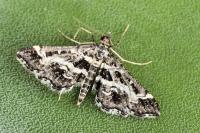 Diasemiopsis ramburialis