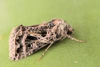 Thysanoplusia daubei