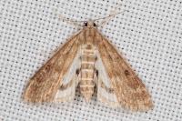 Parapoynx stratiotata