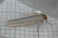 Eilema caniola