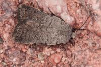 Caradrina flavirena