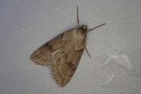 Pachycnemia hippocastanaria hippocastanaria