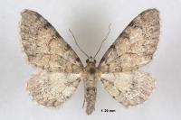 Eupithecia carpophagata