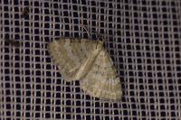 Perizoma albulata