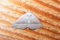 Scotopteryx luridata/mucronata