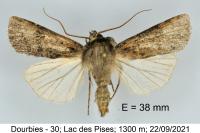Agrotis trux