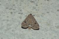 Anarta trifolii