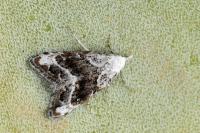 Nola subchlamydula