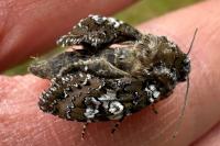 Hadena albimacula