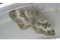 Epirrhoe alternata
