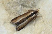 Cucullia verbasci