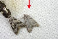 Nola thymula thymula