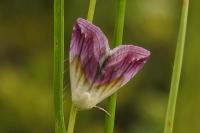 Eublemma purpurina