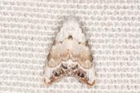 Nola infantula