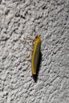Manulea complana