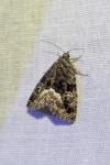 Deltote pygarga