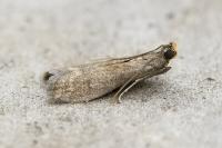 Eccopisa effractella