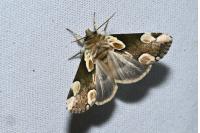 Thyatira batis