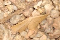 Cyclophora puppillaria