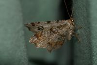Macaria alternata