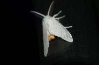 Sphrageidus similis
